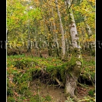 Raices y arboles en Irati