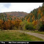 De camino al bosque